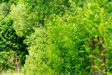 Yeşil Yaz ağaçlar