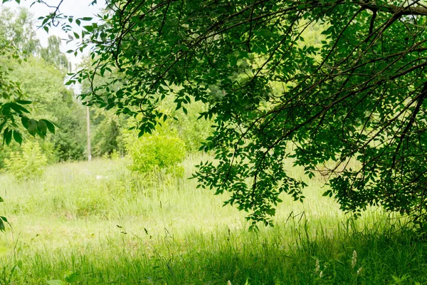 緑の夏の木 — ストック写真