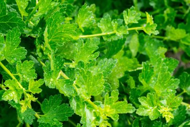 Pus şube makro üzerinde