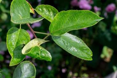Pus şube makro üzerinde