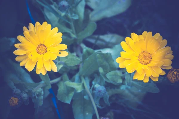 Marigold dans le jardin — Photo