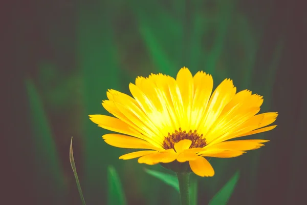 Marigold dans le jardin — Photo