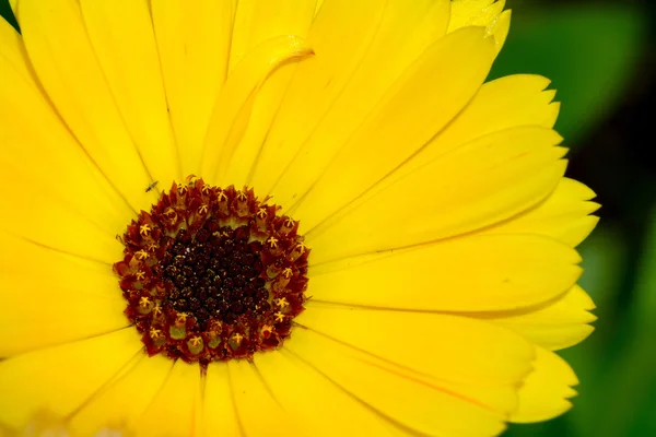 Marigold dans le jardin — Photo