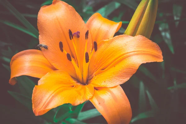 Оранжевые лилии цветы ретро — стоковое фото