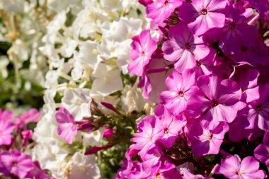 Parlak ortanca çiçek