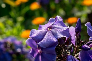 Parlak ortanca çiçek