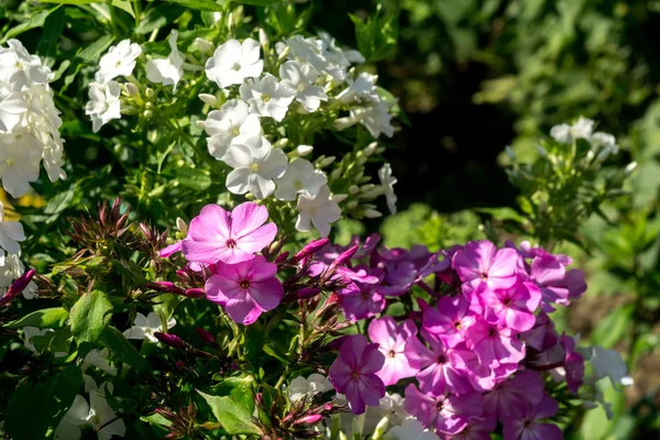 Φωτεινό hydrangea ανθίζει — Φωτογραφία Αρχείου