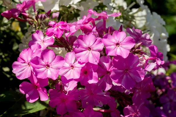 Heldere hydrangea bloemen — Stockfoto