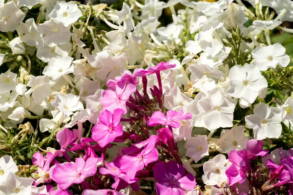 Φωτεινό hydrangea ανθίζει — Φωτογραφία Αρχείου