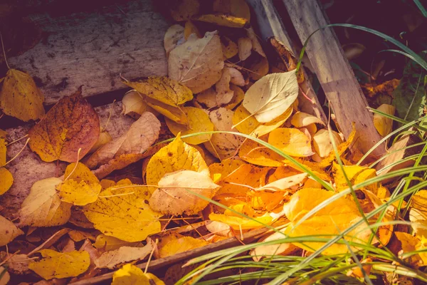 Foglie d'autunno e scatola di legno — Foto Stock
