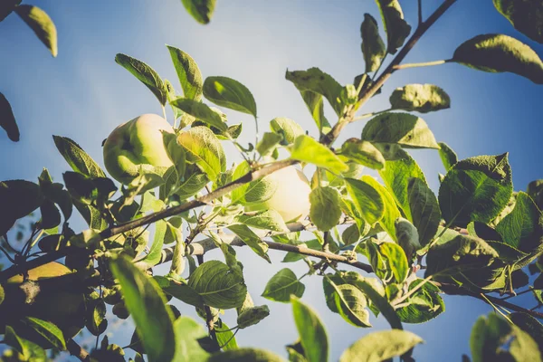 Mela verde su albero — Foto Stock