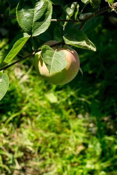 Groene appel op boom — Stockfoto