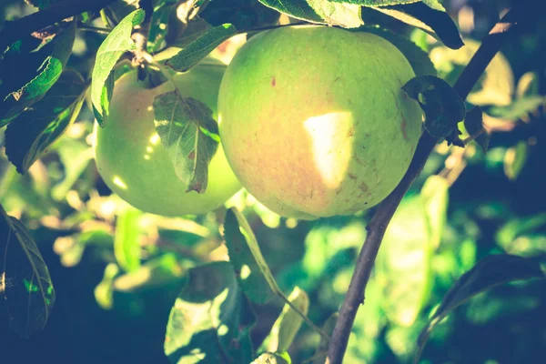 Groene appel op boom — Stockfoto