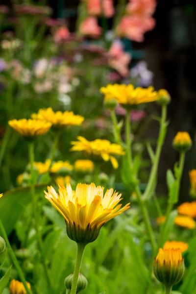 Marigold in the Garden — Stock Photo, Image