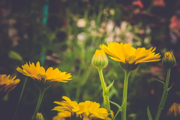 Marigold dans le jardin — Photo