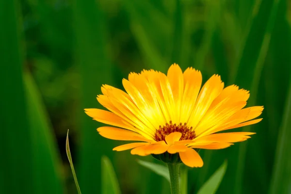 Marigold dans le jardin — Photo