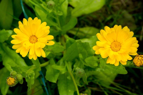 Ringelblume im Garten — Stockfoto