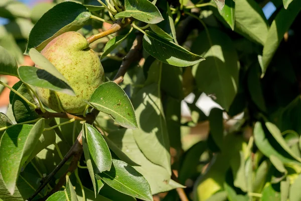 Kleine peren aan tak — Stockfoto