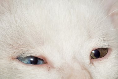 Beyaz yavru kedi portre