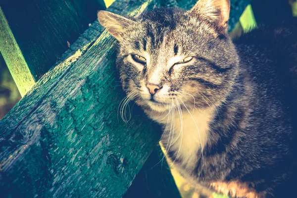 Gestromte Katze posiert — Stockfoto