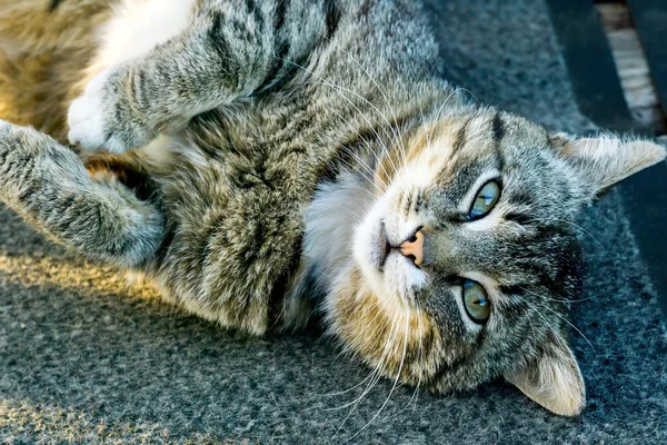 Tabby gato posando — Fotografia de Stock