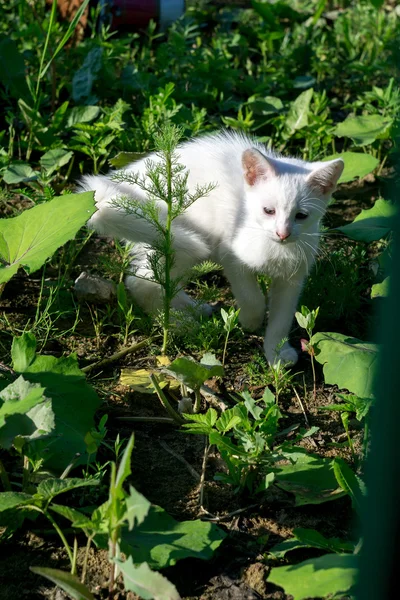 Gatito blanco al aire libre — Foto de Stock