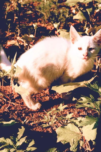 Gatito blanco al aire libre — Foto de Stock