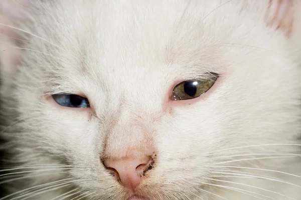 Retrato de gatinho branco — Fotografia de Stock