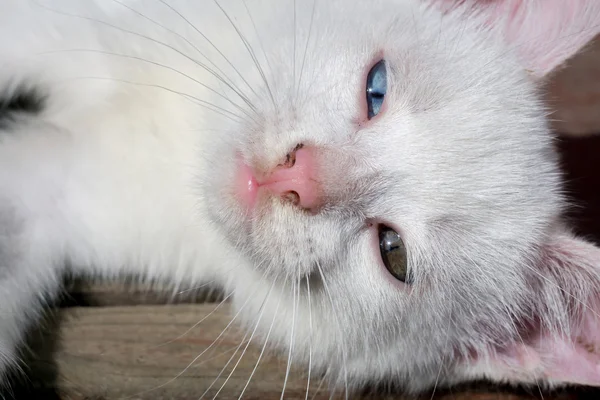 Portret biały kotek — Zdjęcie stockowe