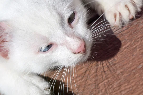 White Kitten Portrait