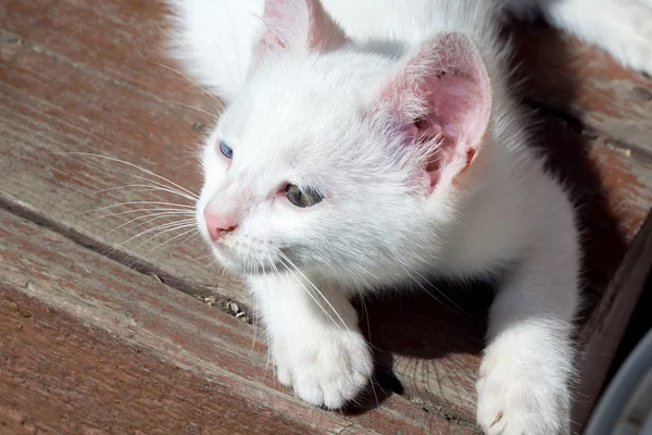 Портрет белого котенка — стоковое фото
