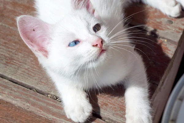 Witte Kitten portret — Stockfoto