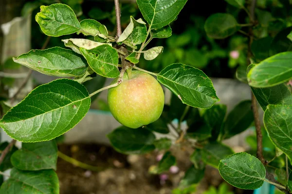 Små päron på gren — Stockfoto
