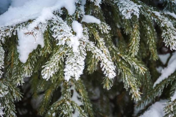 Fresh white snow on evergreen tree branches, natural winter background.