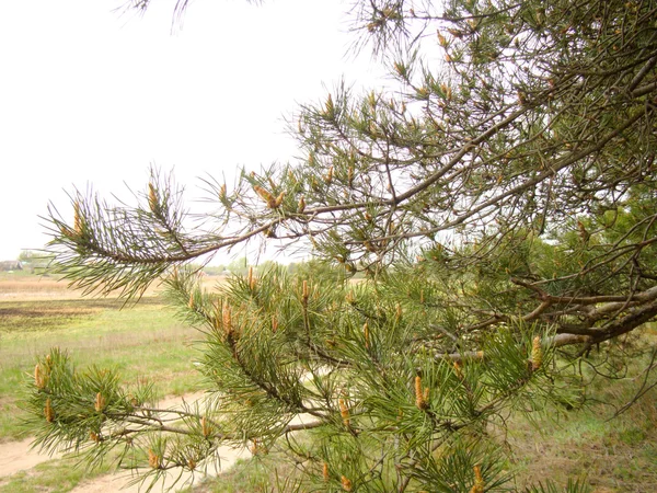 Pine Branch — Stock Photo, Image