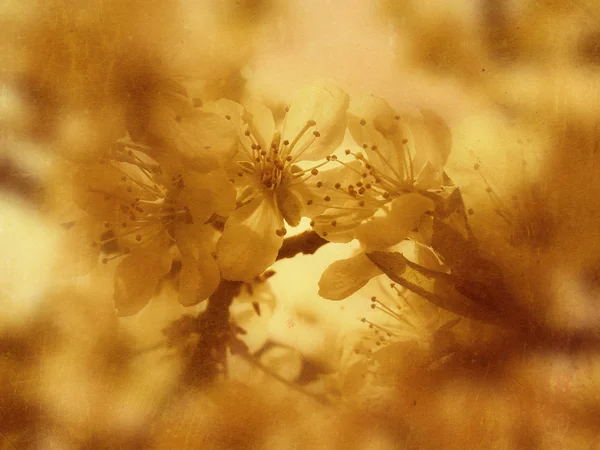Grunge jarní květy — Stock fotografie