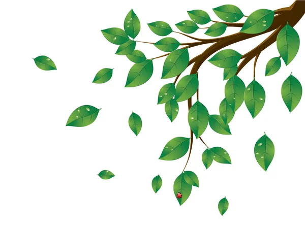 Rama de árbol de hojas verdes — Vector de stock
