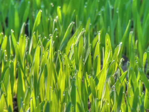 Morning Grass — Stock Photo, Image