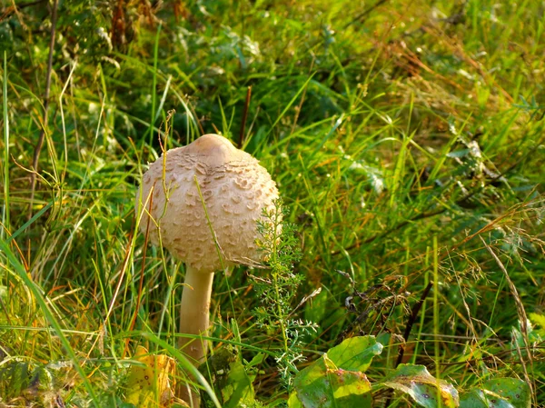 Biały muchomor — Zdjęcie stockowe