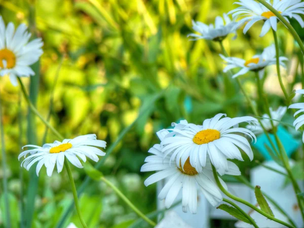 Daisy in the Garden — Stock Photo, Image