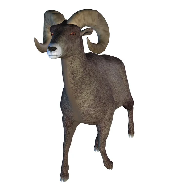 Horn Sheep — Stock fotografie