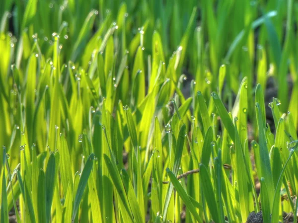 Morning Grass — Stock Photo, Image