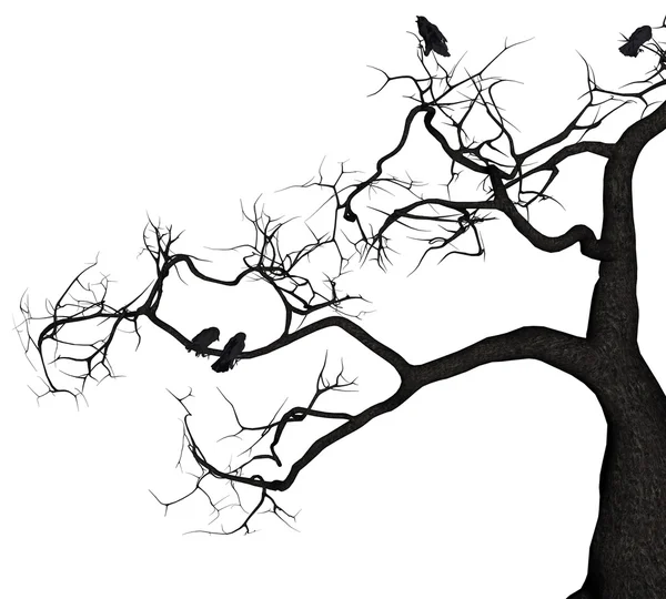 Árvore de corvo — Fotografia de Stock
