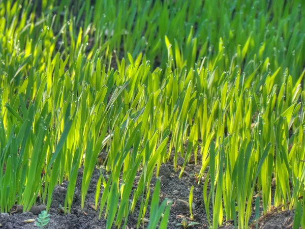 Morning Grass — Stock Photo, Image