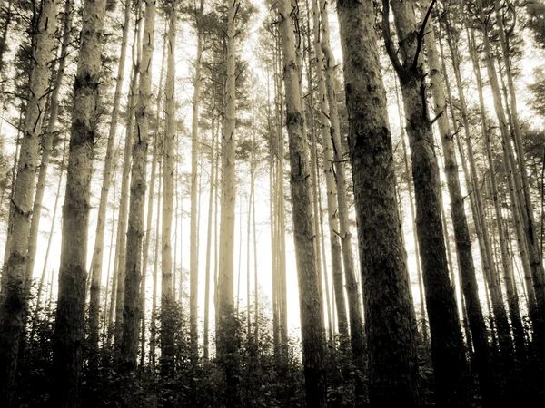 Foto vintage del bosque de pino —  Fotos de Stock