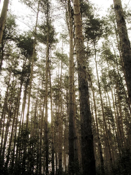 Vintage Photo of Pine Forest — Stock Photo, Image