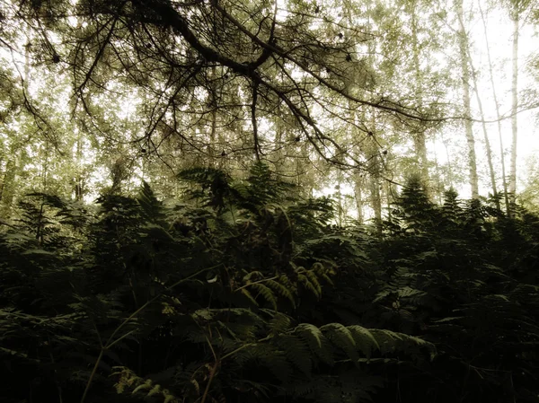 Foto vintage del bosque de pino —  Fotos de Stock