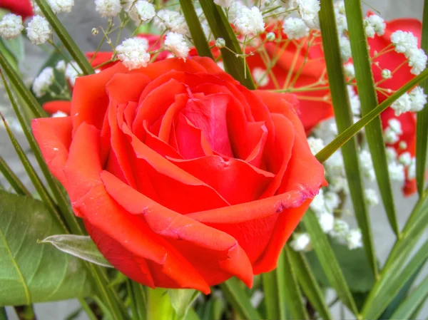 Boeket met rode rozen — Stockfoto