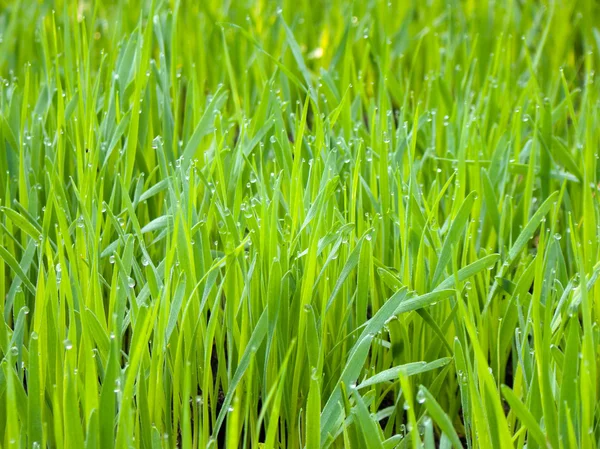 Fresh Green Grass — Stock Photo, Image