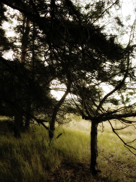 Foto vintage del bosque de pino —  Fotos de Stock